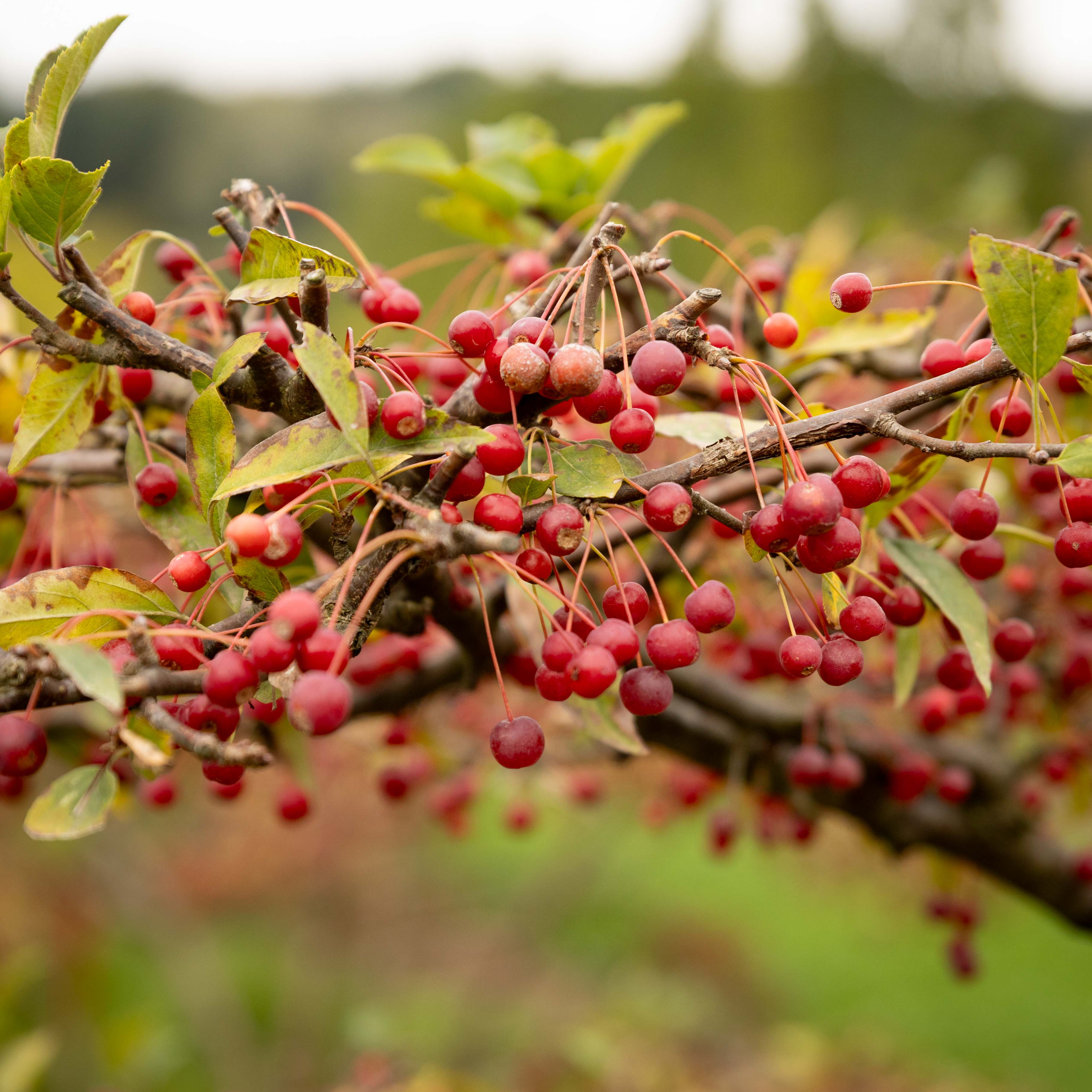 Malus toringo sargentii 'Elskilstuna' Bonsai